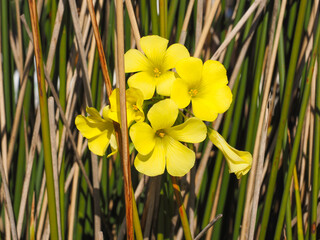 Yellow Oxalis pes-caprae, Bermuda buttercup or African wood-sorrel flowers, close up. Buttercup oxalis is tristylous flowering plant in the wood sorrel family Oxalidaceae. Common sourgrass or soursop.