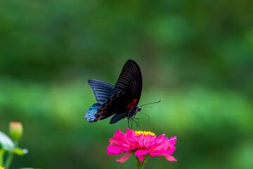 Flowers daisies in summer spring meadow on background blue sky with white clouds, flying orange butterfly, wide format. Summer natural idyllic pastoral landscape, copy space.
