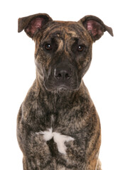 Naklejka premium Staffordshire Bull Terrier Portrait