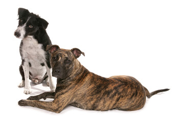 Obraz premium Two Mongrel Dogs