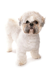 lhasa apso Dog