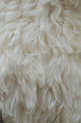 White wool texture background,  white natural sheep wool, beige fluffy fur, fragment white carpet, close-up light wool with detail of woven pattern, 