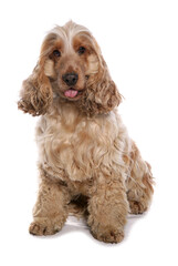Cocker Spaniel Dog