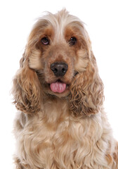 Cocker Spaniel Dog