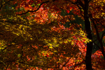 真っ赤な紅葉をバックに黄色のもみじ