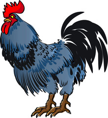 vector drawing chicken cock illustration