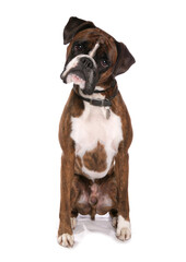 Boxer Dog