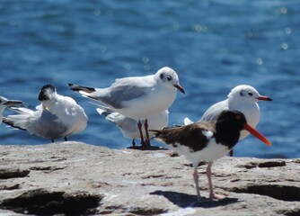 seagull on the beach