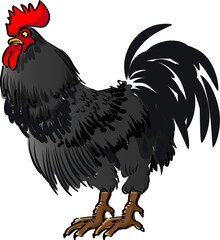 vector drawing chicken cock illustration