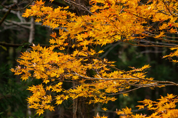 逆光に映えるオレンジ色のモミジ