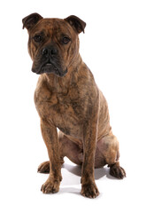 Victorian Bulldog
