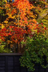 角館の武家屋敷のカラフルな紅葉