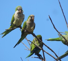 pair of parrots