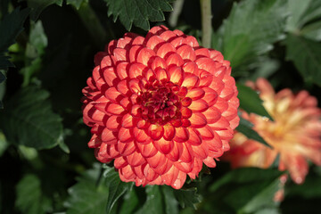 A Close Up View of a Single Sunlit Vibrant Coral Colored Double Show-Fancy Variety Dahlia Flower Against an Out of Focus Garden Background