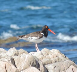 black headed gull