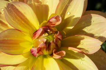 Fototapeta premium A Close Up View of a Single Sunlit Vibrant Yellow and Orange Decorative Variety Dahlia Flower Filling the Picture Frame