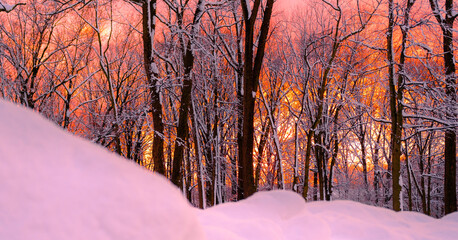 Orange Sunset Hues during Snowstorm with Snow on winter tree