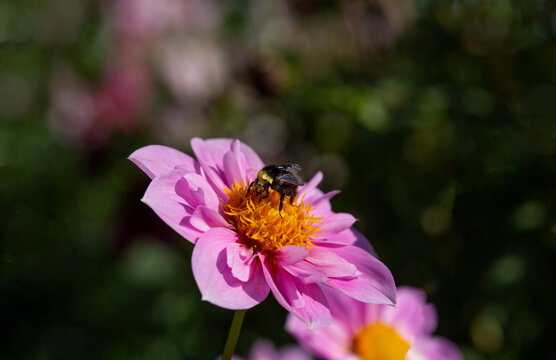 An isolated view of a bumble bee perched on a sunlit, vibrant pink, yellow and white collarette variety dahlia with an out of focus background 