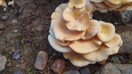 Wild mushrooms in the rainy season, usually grow on fallen trees. This type of mushroom can be consumed because it is not poisonous