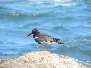black headed gull