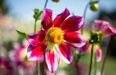 Close Up View of a Single Stunning Sunlit Hot Pink and White Dahlia Flower with a Yellow Center Against an Out of Focus Garden Background