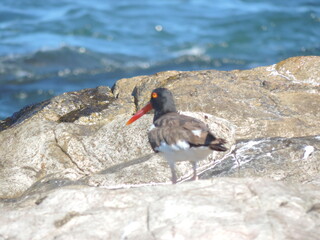 atlantic puffin or common puffin