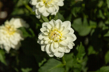 Close Up View of Sunlit Ivory Colored Decorative Variety Dahlia Flowers Against an Out of Focus Garden Background