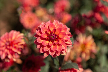 Close Up View of Sunlit Vibrant Orange Colored Decorative Variety Dahlia Flowers Against an Out of Focus Garden Background