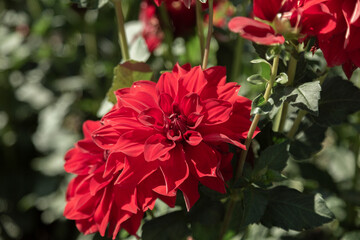 Close Up View of Sunlit Vibrant Red Decorative Variety Dahlia Flowers Against an Out of Focus Garden Background