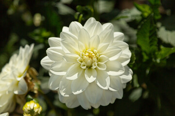 Close Up View of Sunlit Creamy White Decorative Variety Dahlia Flower Against an Out of Focus Garden  Background
