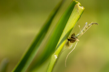 Crane flies buys on the grass close up