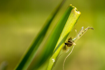 Crane flies buys on the grass close up