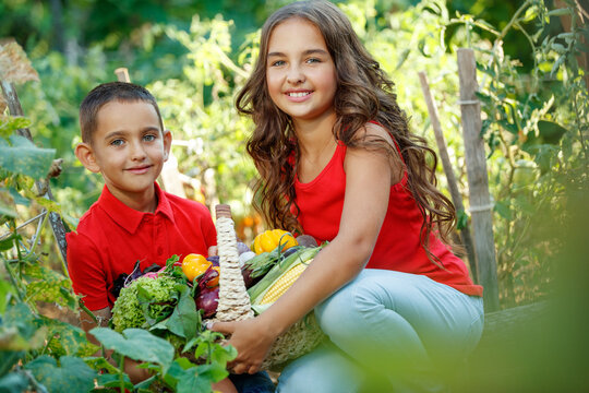 Happy children with vegetables in the vegetable garden. Season of fresh vegetables. High quality photo.