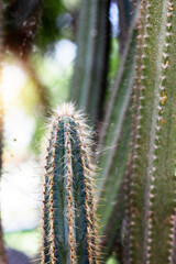 Cactus in park.