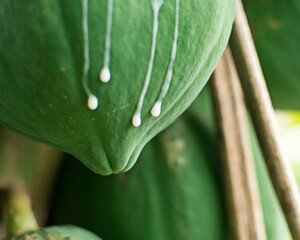 white latex dripping from Pawpaw papaya