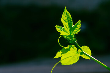 vine plant, green leaves on dark background