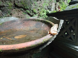 Little Frog on A Pond, Sumberawan, East Java, Malang