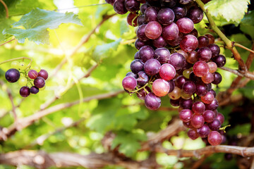 Red grapes in vineyard.
