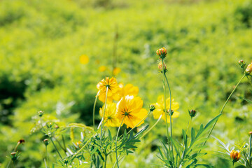 Yellow cosmos in park.