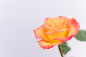 Close up de rosas de té naranja, toma horizontal