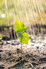 Watering the plants from a watering can ,Care Of New Life little tree in the big world. Save world concept.