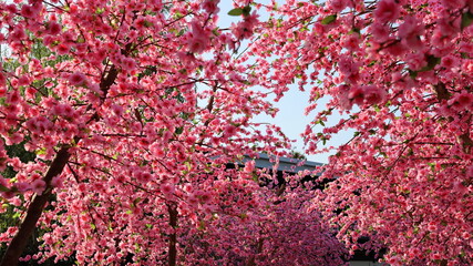 Beautiful artificial cherry blossoms. The pink cherry blossoms bloom beautifully on the tree. Background for presentations and articles or copy space. Selective focus