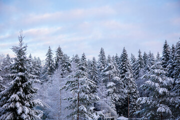 Snowy treetops and sky with cirrus clouds on sunny frosty day. Beautiful landscape of winter forest.