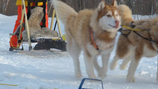Male Musher Preparing the Sledge for Racing in Winter Day. Siberian Huskies and Alaskan Malamutes Participating in the Dog Sled Racing. Leisure and Winter Activities, Pets and Animals Concept