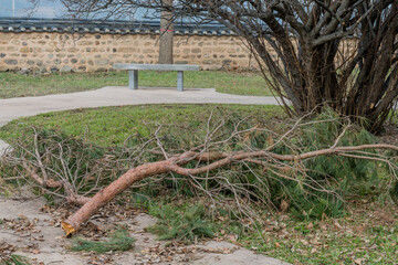 Fototapeta premium Broken evergreen tree branches laying on sidewalk in public park.