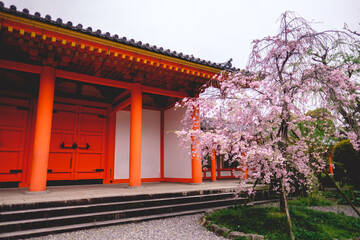 Sakura (cherry) tree blooming at Sanjusangen-do Buddhist temple gardens, Kyoto, Japan