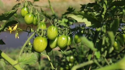 Bunch of green tomatoes. Raw tomatoes on tree branches and green leaves in an organic garden with copy space. Selective focus