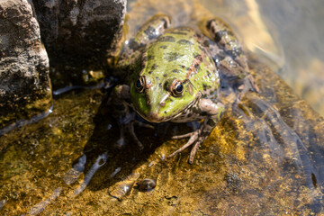 frog in the natural environment, toad in the water