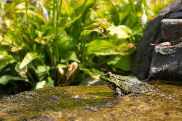 frog in the natural environment, toad in the water