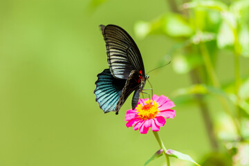 Flowers daisies in summer spring meadow on background blue sky with white clouds, flying orange butterfly, wide format. Summer natural idyllic pastoral landscape, copy space.
